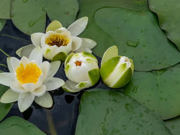 Lotus flower is an aquatic plant that spreads from the rainforest all over the world.