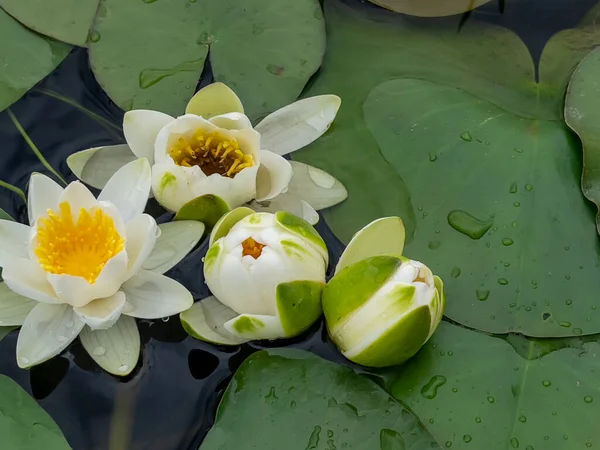 Lotus flower is an aquatic plant that spreads from the rainforest all over the world.