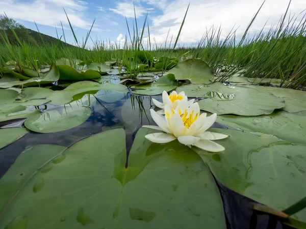 Lotus flower is an aquatic plant that spreads from the rainforest all over the world.