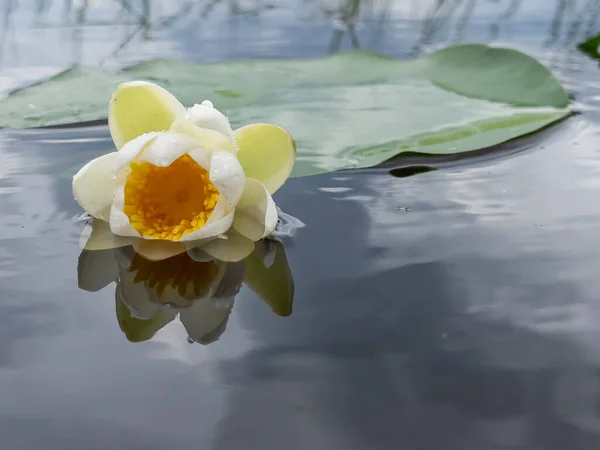 Цветок Лотоса Водное Растение Распространяющееся Тропических Лесов Всему Миру — стоковое фото