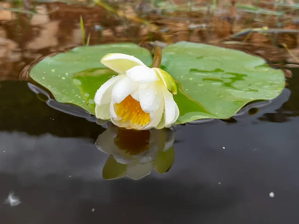 Kwiat Lotosu Jest Rośliną Wodną Która Rozprzestrzenia Się Lasów Deszczowych — Zdjęcie stockowe