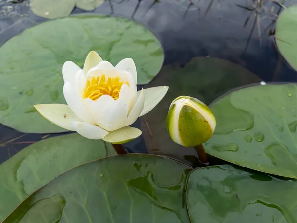 Цветок Лотоса Водное Растение Распространяющееся Тропических Лесов Всему Миру — стоковое фото
