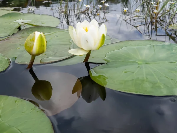Lotusblume Ist Eine Wasserpflanze Die Sich Aus Dem Regenwald Auf — Stockfoto