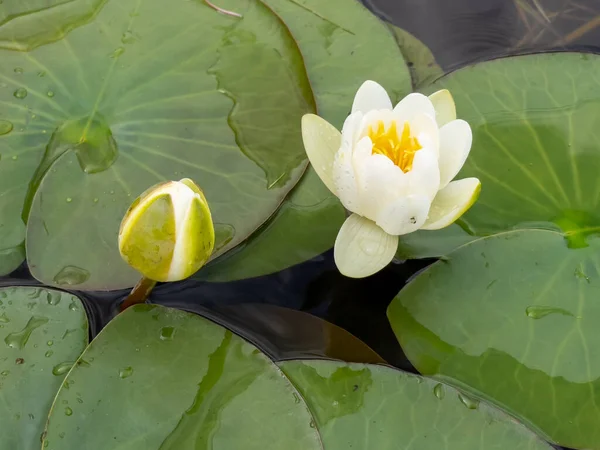 Lotusbloem Een Waterplant Die Zich Vanuit Het Regenwoud Hele Wereld — Stockfoto