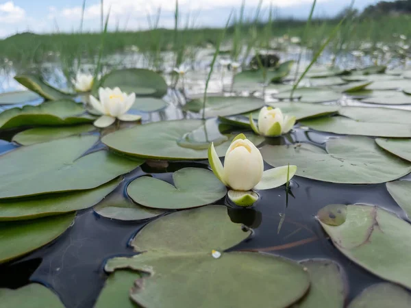 Lotus flower is an aquatic plant that spreads from the rainforest all over the world.