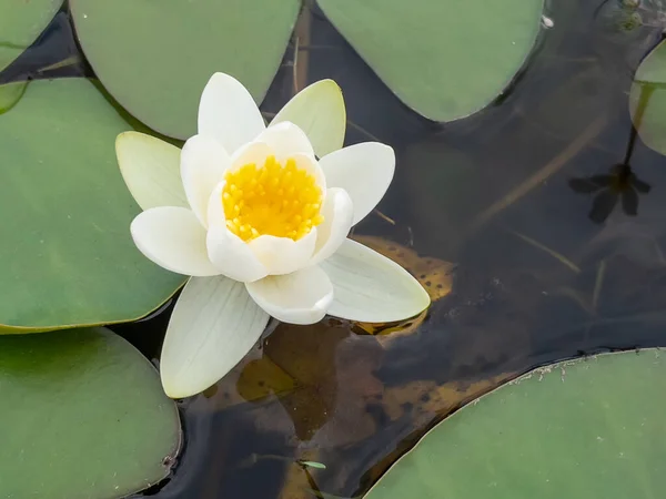 연꽃은 우림에서 세계로 퍼지는 식물이다 — 스톡 사진