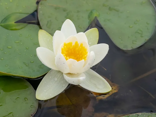 Lotus flower is an aquatic plant that spreads from the rainforest all over the world.