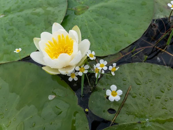 Lotus flower is an aquatic plant that spreads from the rainforest all over the world.