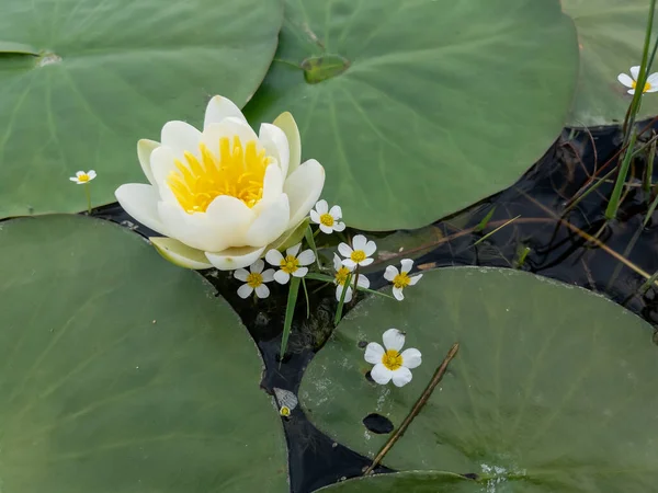 Lotus flower is an aquatic plant that spreads from the rainforest all over the world.