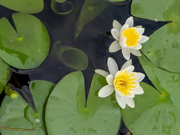 Lotus flower is an aquatic plant that spreads from the rainforest all over the world.