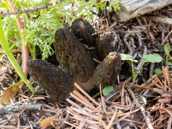 Diversidade Cogumelos Morel Turquia Seus Habitats Nas Montanhas — Fotografia de Stock