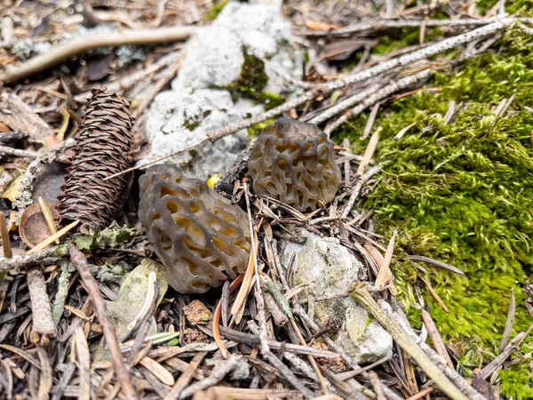 Morel Mantarı Doğal Ortamında Büyüyor — Stok fotoğraf