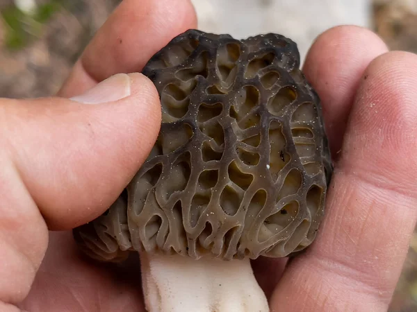 Morel Mushroom Growing Its Natural Environment — Stock Photo, Image