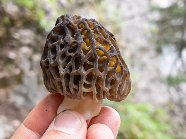 Morel Mushroom Growing Its Natural Environment — Stock Photo, Image