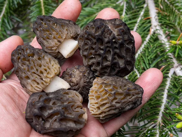 Cogumelo Morel Crescendo Seu Ambiente Natural — Fotografia de Stock