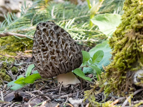 Cultura Encontrar Cogumelos Morel Nas Montanhas — Fotografia de Stock