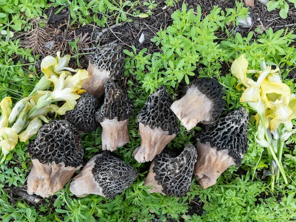 Cultura Encontrar Cogumelos Morel Nas Montanhas — Fotografia de Stock
