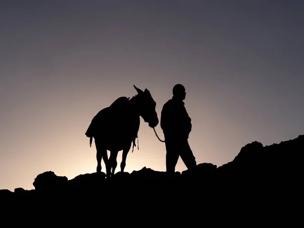 Mule Who Carries Mountaineers Equipment Summit Its Owner — Stock fotografie
