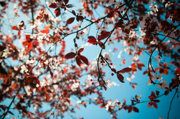 Blooming flowers  on tree Royalty Free Stock Images