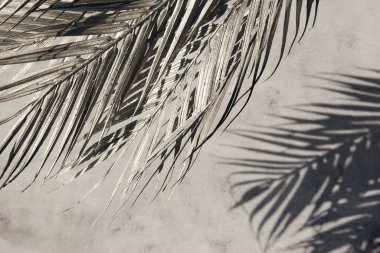 Beyaz gri seramik beton duvarında parlak tropikal palmiye yaprağı gölgeleri. Kopya alanı olan soyut pastel arkaplan. Pırıl pırıl parlayan konfeti.