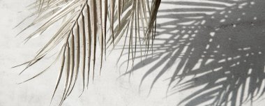 Beyaz gri seramik beton duvarında parlak tropikal palmiye yaprağı gölgeleri. Kopya alanı olan soyut pastel arkaplan. Pırıl pırıl parlayan konfeti.