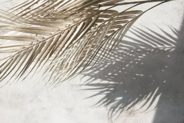 Beyaz gri seramik beton duvarında parlak tropikal palmiye yaprağı gölgeleri. Kopya alanı olan soyut pastel arkaplan. Pırıl pırıl parlayan konfeti.