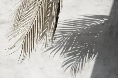 Beyaz gri seramik beton duvarında parlak tropikal palmiye yaprağı gölgeleri. Kopya alanı olan soyut pastel arkaplan. Pırıl pırıl parlayan konfeti.