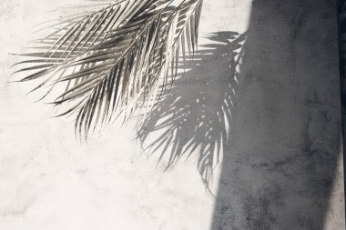 Beyaz gri seramik beton duvarında parlak tropikal palmiye yaprağı gölgeleri. Kopya alanı olan soyut pastel arkaplan. Pırıl pırıl parlayan konfeti.