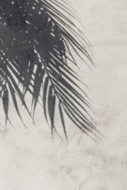 Beyaz gri seramik beton duvarında parlak tropikal palmiye yaprağı gölgeleri. Kopya alanı olan soyut pastel arkaplan. Pırıl pırıl parlayan konfeti.