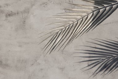 Beyaz gri seramik beton duvarında parlak tropikal palmiye yaprağı gölgeleri. Kopya alanı olan soyut pastel arkaplan. Pırıl pırıl parlayan konfeti.