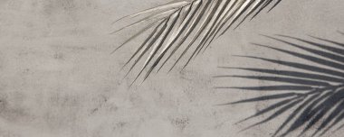 Beyaz gri seramik beton duvarında parlak tropikal palmiye yaprağı gölgeleri. Kopya alanı olan soyut pastel arkaplan. Pırıl pırıl parlayan konfeti.