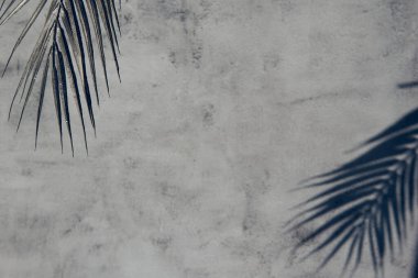 Beyaz gri seramik beton duvarında parlak tropikal palmiye yaprağı gölgeleri. Kopya alanı olan soyut pastel arkaplan. Pırıl pırıl parlayan konfeti.
