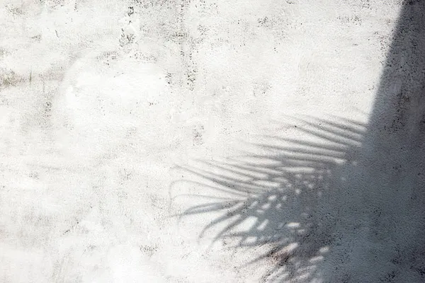 Beyaz gri seramik beton duvarında parlak tropikal palmiye yaprağı gölgeleri. Kopya alanı olan soyut pastel arkaplan. Pırıl pırıl parlayan konfeti.