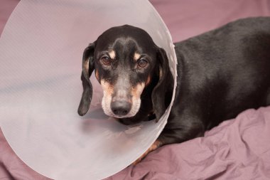 Beyaz pençeli yaşlı bir evcil hayvan. Yaşlı köpek hasta yatağında yatıyordu. Boynunda Elizabeth tarzı plastik bir tasma vardı. Köpek tasmalı bir dachshund. Evcil hayvan tedavisi. Köpekler için veteriner kliniği