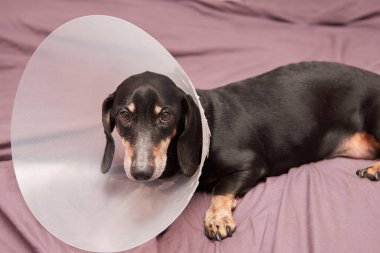 Beyaz pençeli yaşlı bir evcil hayvan. Yaşlı köpek hasta yatağında yatıyordu. Boynunda Elizabeth tarzı plastik bir tasma vardı. Köpek tasmalı bir dachshund. Evcil hayvan tedavisi. Köpekler için veteriner kliniği