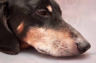 Son sınıf hayvan bakımı. Veteriner plastiği içinde bir dachshund köpeği ensesinde Elizabeth dönemi tasması