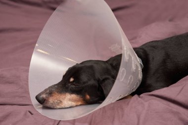 Son sınıf hayvan bakımı. Veteriner plastiği içinde bir dachshund köpeği ensesinde Elizabeth dönemi tasması