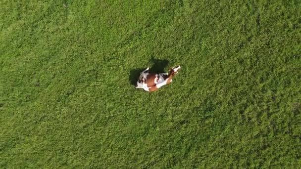 Vista aérea de arriba hacia abajo de la vaca — Vídeos de Stock