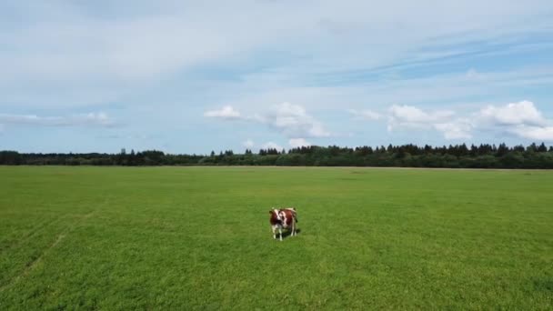 Vaca a andar num prado verde. Voando sobre o campo verde com vacas de trituração. — Vídeo de Stock