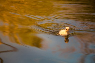 Sarı ördek yavrusu