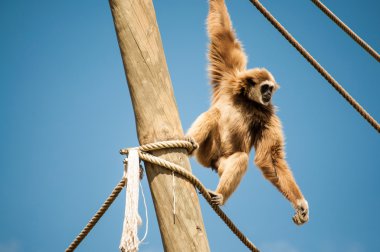 lisbon zoo Gibbon