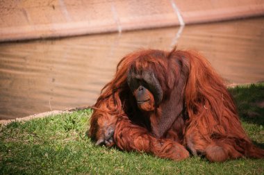  lisbon zoo içinde orangoutang
