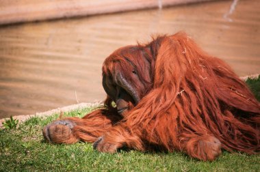  lisbon zoo içinde orangoutang