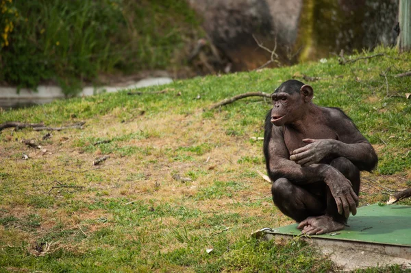 Chimpansee in Lissabon dierentuin — Stockfoto