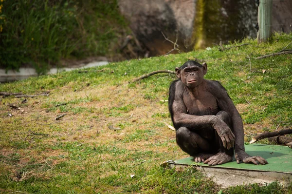 Chimpansee in Lissabon dierentuin — Stockfoto