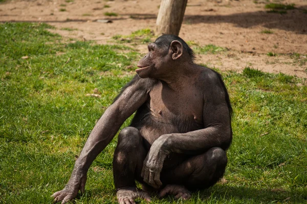 Schimpanse im Zoo von Lissabon — Stockfoto