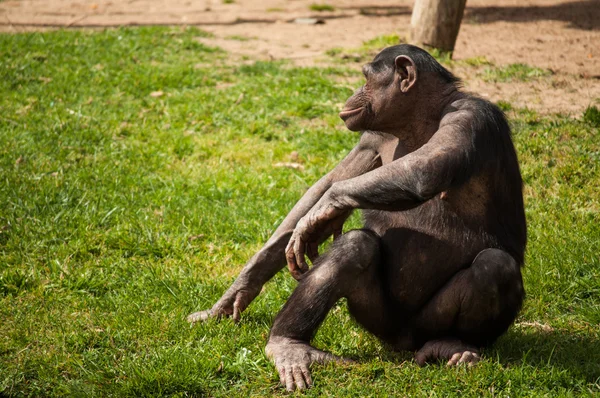 Schimpans i Lissabon zoo — Stockfoto