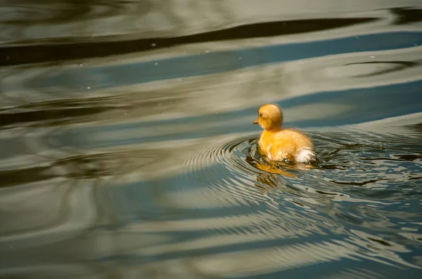 Yellow duckling — Stock Photo, Image