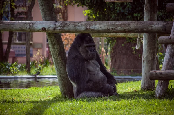 Gorilla in Lissabon dierentuin — Stockfoto