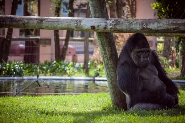 Gorilla im Zoo von Lissabon — Stockfoto